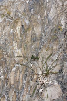 Bupleurum falcatum L. subsp. cernuum (Ten.) Arcang. ?<br/>Munții Bucegi, Stânca Sf. Ana, 31 Jul 2016 © Adrian Schlesinger - public domain (<a href=https://creativecommons.org/publicdomain/zero/1.0/ target=_blank>CC0 1.0</a>)