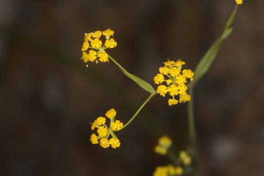Bupleurum falcatum L. subsp. cernuum (Ten.) Arcang. ?<br/>Munții Bucegi, Stânca Sf. Ana, 31 Jul 2016 © Adrian Schlesinger - public domain (<a href=https://creativecommons.org/publicdomain/zero/1.0/ target=_blank>CC0 1.0</a>)