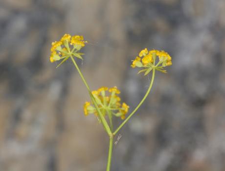 Bupleurum falcatum L. subsp. cernuum (Ten.) Arcang. ?<br/>Munții Bucegi, Stânca Sf. Ana, 31 Jul 2016 © Adrian Schlesinger - public domain (<a href=https://creativecommons.org/publicdomain/zero/1.0/ target=_blank>CC0 1.0</a>)