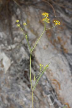 Bupleurum falcatum L. subsp. cernuum (Ten.) Arcang. ?<br/>Munții Bucegi, Stânca Sf. Ana, 31 Jul 2016 © Adrian Schlesinger - public domain (<a href=https://creativecommons.org/publicdomain/zero/1.0/ target=_blank>CC0 1.0</a>)