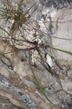 Bupleurum falcatum L. subsp. cernuum (Ten.) Arcang. ?<br/>Munții Bucegi, Stânca Sf. Ana, 31 Jul 2016 © Adrian Schlesinger - public domain (<a href=https://creativecommons.org/publicdomain/zero/1.0/ target=_blank>CC0 1.0</a>)