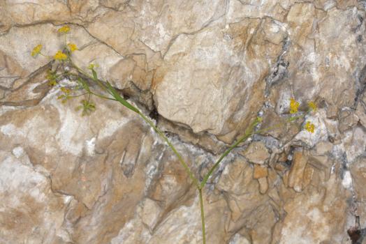 Bupleurum falcatum L. subsp. cernuum (Ten.) Arcang. ?<br/>Munții Bucegi, Stânca Sf. Ana, 31 Jul 2016 © Adrian Schlesinger - public domain (<a href=https://creativecommons.org/publicdomain/zero/1.0/ target=_blank>CC0 1.0</a>)