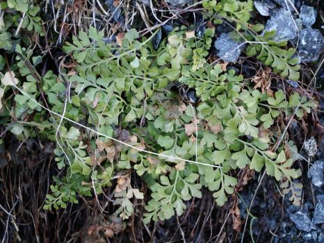 Asplenium cuneifolium Viv. ?<br/>Retezat-Godeanu mountain group, observation 2, Feb 2026 © Alexandru Dragomir, via <a href=https://www.inaturalist.org target=_blank>inaturalist.org</a> - some rights reserved (<a href=https://creativecommons.org/licenses/by-nc/4.0/ target=_blank>CC BY-NC 4.0</a>)