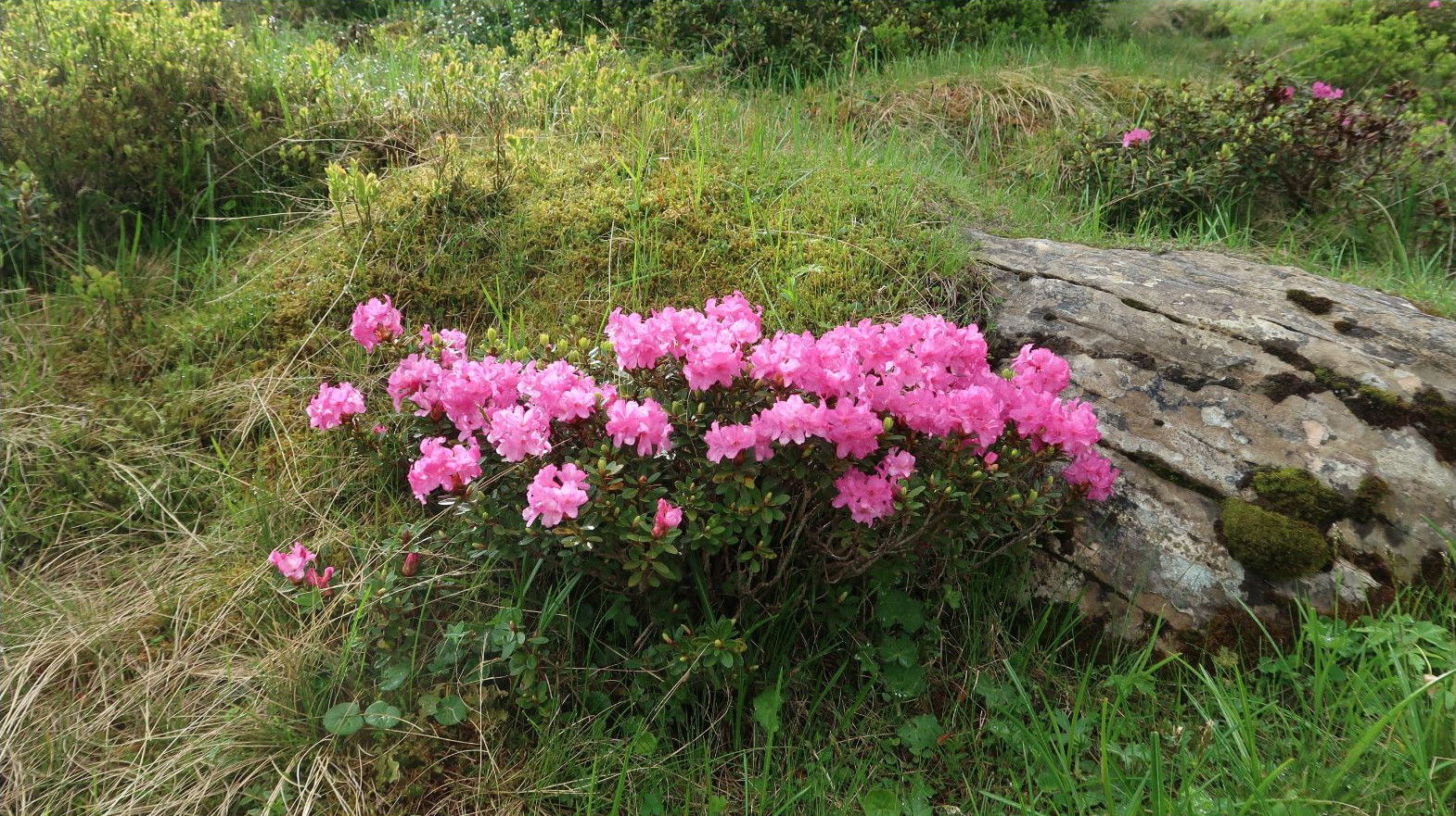 Rhododendron kotschyi