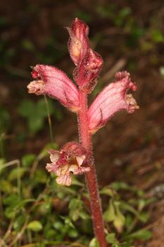 Orobanche reticulata Wallr. ?<br/>Munții Apuseni, Padiș, 23 Jul 2016 © Adrian Schlesinger - public domain (<a href=https://creativecommons.org/publicdomain/zero/1.0/ target=_blank>CC0 1.0</a>)