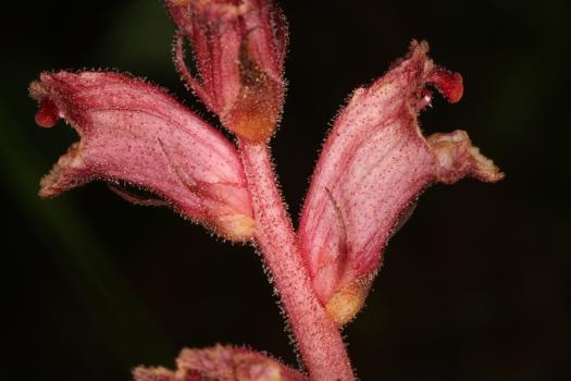 Orobanche reticulata Wallr. ?<br/>Munții Apuseni, Padiș, 23 Jul 2016 © Adrian Schlesinger - public domain (<a href=https://creativecommons.org/publicdomain/zero/1.0/ target=_blank>CC0 1.0</a>)