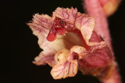 Orobanche reticulata Wallr. ?<br/>Munții Apuseni, Padiș, 23 Jul 2016 © Adrian Schlesinger - public domain (<a href=https://creativecommons.org/publicdomain/zero/1.0/ target=_blank>CC0 1.0</a>)