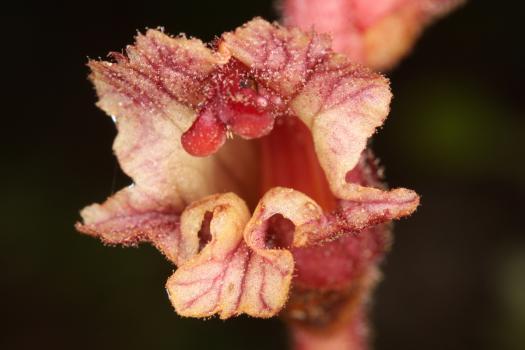 Orobanche reticulata Wallr. ?<br/>Munții Apuseni, Padiș, 23 Jul 2016 © Adrian Schlesinger - public domain (<a href=https://creativecommons.org/publicdomain/zero/1.0/ target=_blank>CC0 1.0</a>)