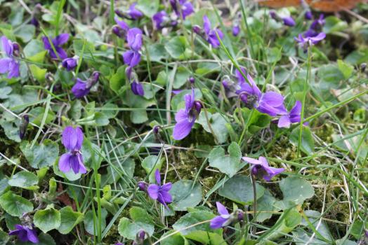 Viola odorata L. ?<br/>Arad, malul Mureșului, 27 Mar 2009 © Adrian Schlesinger - public domain (<a href=https://creativecommons.org/publicdomain/zero/1.0/ target=_blank>CC0 1.0</a>)