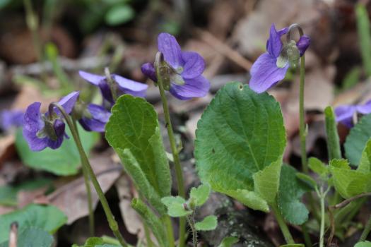 Viola odorata L. ?<br/>Jud. Arad, pădurea de la Frumușeni, 7 Apr 2013 © Adrian Schlesinger - public domain (<a href=https://creativecommons.org/publicdomain/zero/1.0/ target=_blank>CC0 1.0</a>)