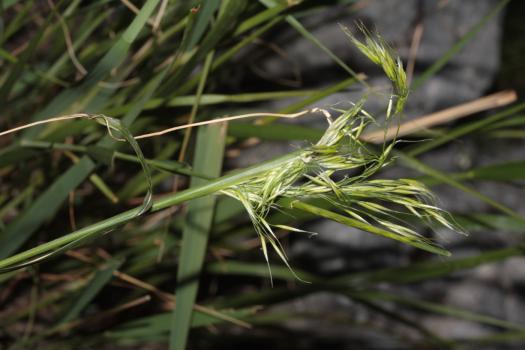 Achnatherum calamagrostis (L.) P.Beauv. ?<br/>Munții Mehedinți, Cheile Țăsnei, 15 Jun 2013 © Adrian Schlesinger - public domain (<a href=https://creativecommons.org/publicdomain/zero/1.0/ target=_blank>CC0 1.0</a>)
