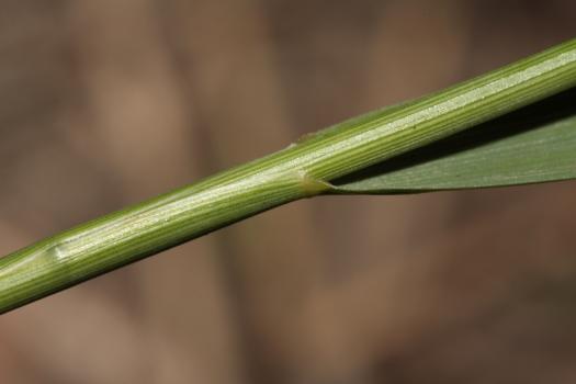 Achnatherum calamagrostis (L.) P.Beauv. ?<br/>Munții Mehedinți, Cheile Țăsnei, 15 Jun 2013 © Adrian Schlesinger - public domain (<a href=https://creativecommons.org/publicdomain/zero/1.0/ target=_blank>CC0 1.0</a>)
