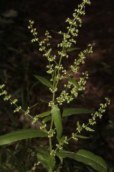 Rumex conglomeratus Murray ?<br/>Cheile Nerei, 9 Jun 2013 © Adrian Schlesinger - public domain (<a href=https://creativecommons.org/publicdomain/zero/1.0/ target=_blank>CC0 1.0</a>)