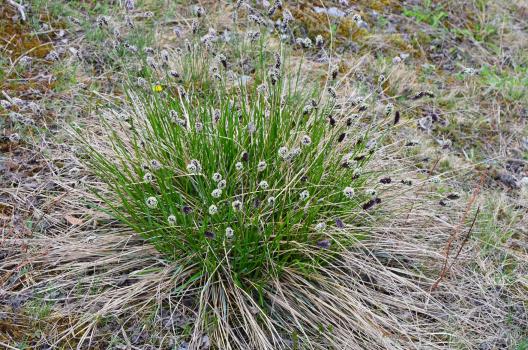 Sesleria caerulea (L.) Ard. ?<br/>Jud. Sălaj, Prisnelu Vălișoarei, ~550 m, 20 Apr 2022 © LPG - all rights reserved