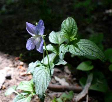 Viola jordanii Hanry ?<br/>Dobrogea de Nord, 8 May 2022 © Emilia Ciocănel - all rights reserved