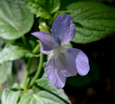 Viola jordanii Hanry ?<br/>Dobrogea de Nord, 8 May 2022 © Emilia Ciocănel - all rights reserved