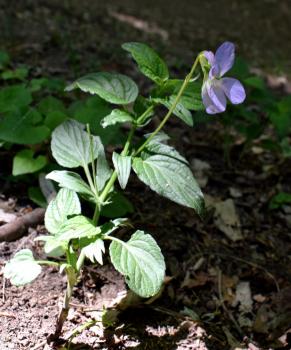 Viola jordanii Hanry ?<br/>Dobrogea de Nord, 8 May 2022 © Emilia Ciocănel - all rights reserved