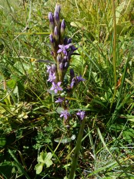 Gentianella lutescens (Velen.) Holub ?<br/>Masivul Rarău, Rezervația naturală Fânețele montane Todirescu, 20 Aug 2022 © Șerban Cârlugea - all rights reserved