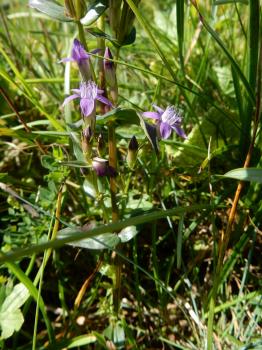 Gentianella lutescens (Velen.) Holub ?<br/>Masivul Rarău, Rezervația naturală Fânețele montane Todirescu, 20 Aug 2022 © Șerban Cârlugea - all rights reserved