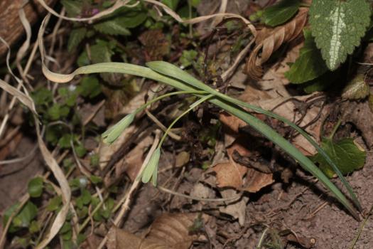 Gagea lutea (L.) Ker Gawl. ?<br/>PN Domogled-Valea Cernei, traseul spre Cascada Vânturătoarea, 12 Apr 2015 © Adrian Schlesinger - public domain (<a href=https://creativecommons.org/publicdomain/zero/1.0/ target=_blank>CC0 1.0</a>)
