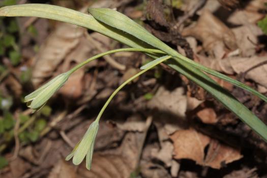 Gagea lutea (L.) Ker Gawl. ?<br/>PN Domogled-Valea Cernei, traseul spre Cascada Vânturătoarea, 12 Apr 2015 © Adrian Schlesinger - public domain (<a href=https://creativecommons.org/publicdomain/zero/1.0/ target=_blank>CC0 1.0</a>)
