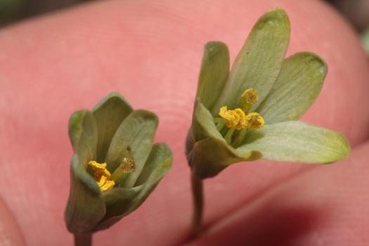 Gagea lutea (L.) Ker Gawl. ?<br/>PN Domogled-Valea Cernei, traseul spre Cascada Vânturătoarea, 12 Apr 2015 © Adrian Schlesinger - public domain (<a href=https://creativecommons.org/publicdomain/zero/1.0/ target=_blank>CC0 1.0</a>)