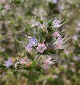 Echium italicum L. subsp. biebersteinii (Lacaita) Greuter & Burdet ?<br/>Dobrogea de Nord, 20 Jun 2026 © Emilia Ciocănel - all rights reserved