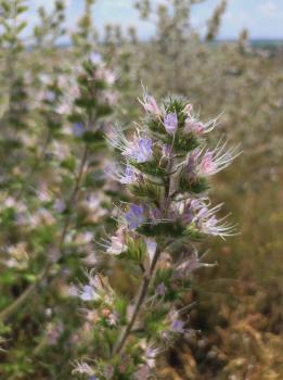 Echium italicum L. subsp. biebersteinii (Lacaita) Greuter & Burdet ?<br/>Dobrogea de Nord, 20 Jun 2026 © Emilia Ciocănel - all rights reserved