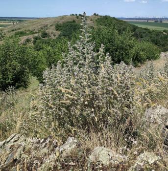 Echium italicum L. subsp. biebersteinii (Lacaita) Greuter & Burdet ?<br/>Dobrogea de Nord, 20 Jun 2026 © Emilia Ciocănel - all rights reserved